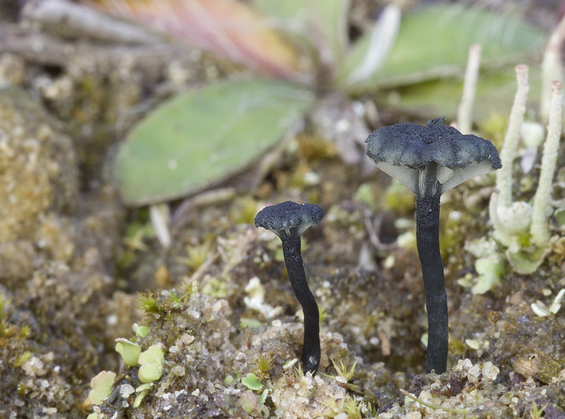 Arrhenia chlorocyanea